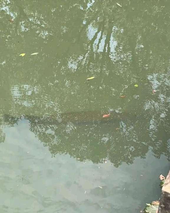 外国小伙在河里钓到超大巨鲶,钓鱼巨鲶