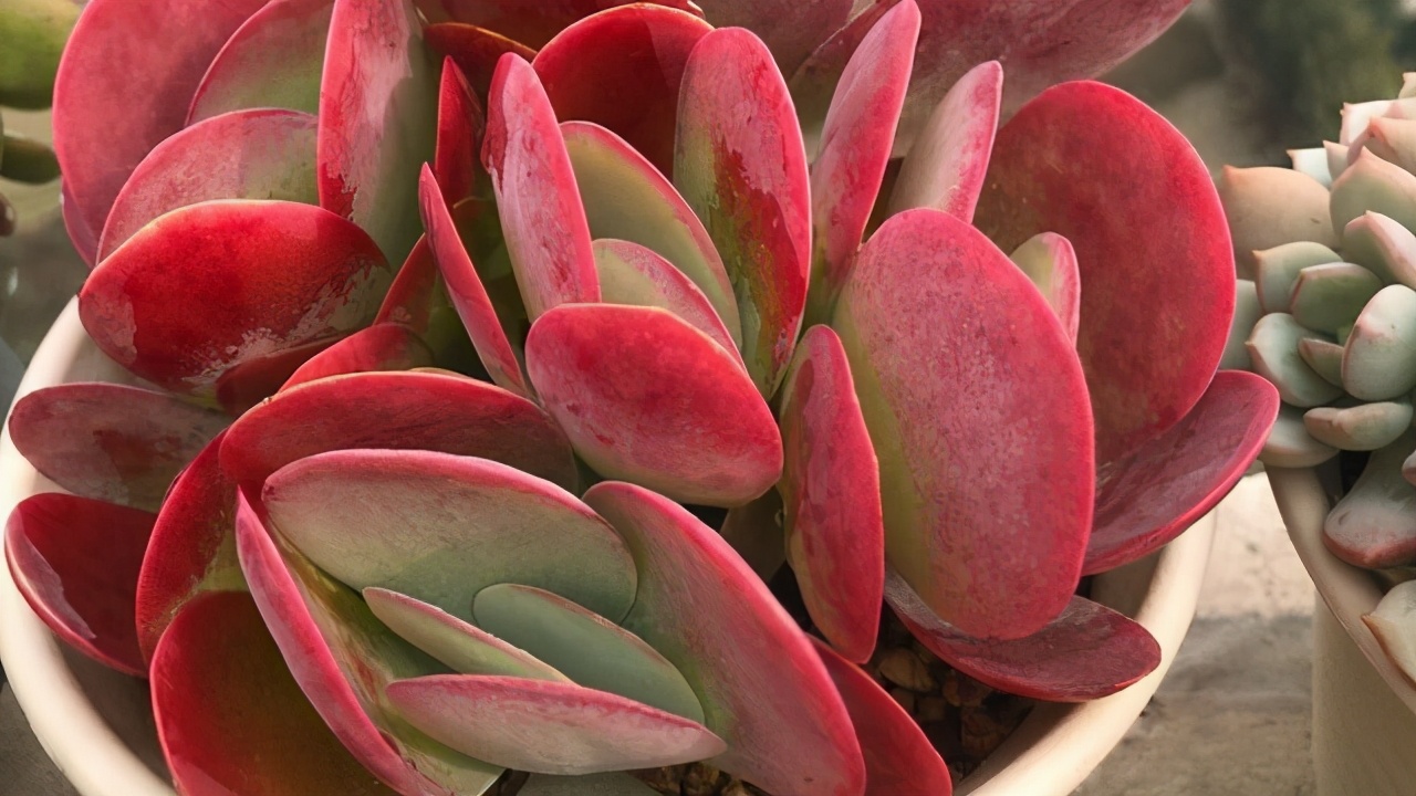 蝴蝶之舞锦多肉状态图,3种好看又好养的多肉你能不入手