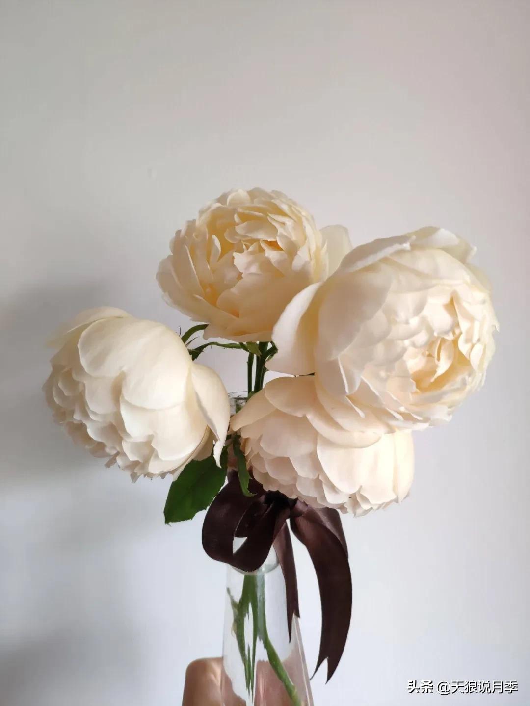 圆滚滚的绣球，瀑布般的花墙，这届花友也太会种花了吧