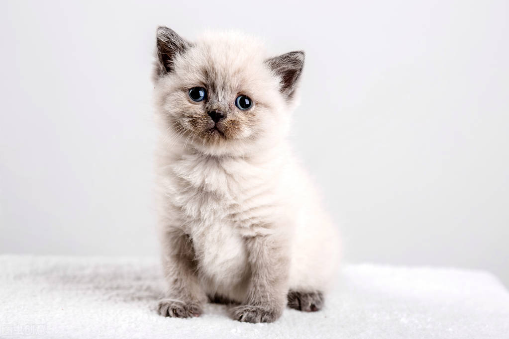 猫咪耳螨用碘伏很有效,猫咪耳屎和耳螨的分辨