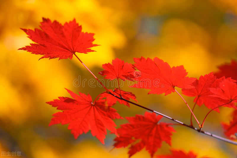 修辞表达方式表现手法的关系,表现手法和修辞手法表达的区别