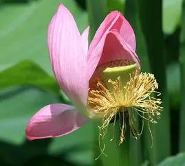 残荷虽败风骨犹存文案,残荷虽败能听雨