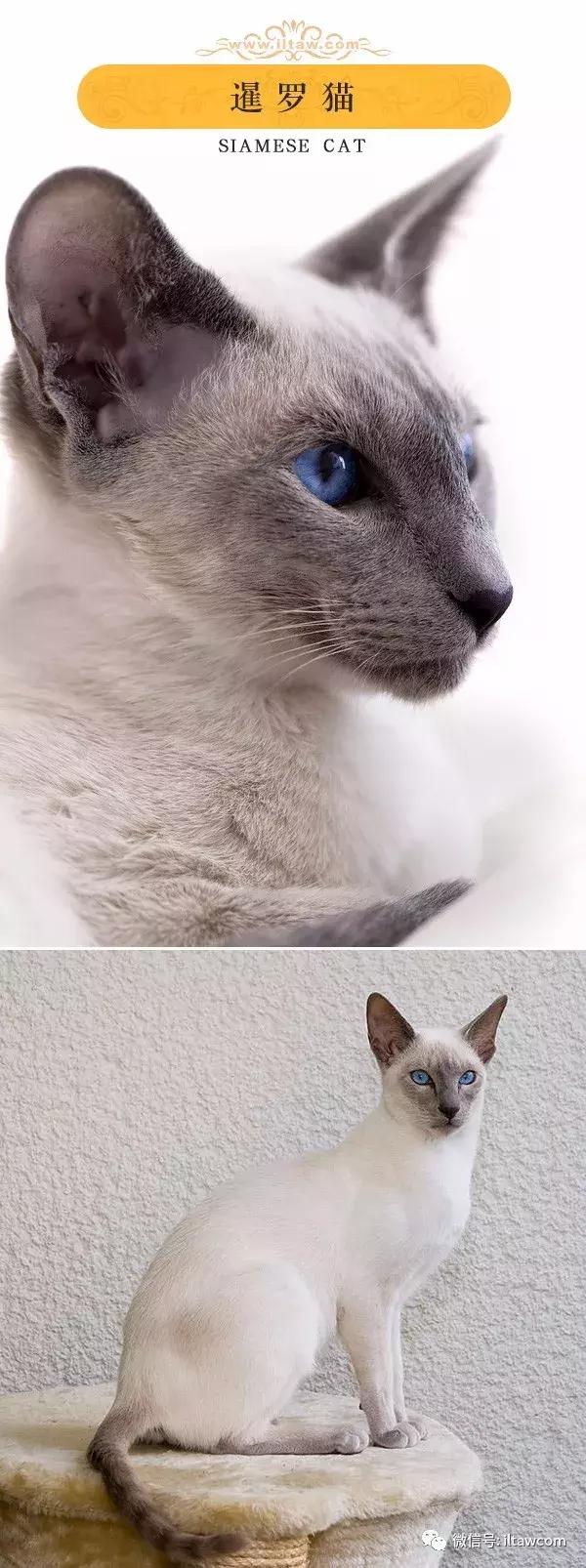 搜猫咪各种图片,世界猫咪图录