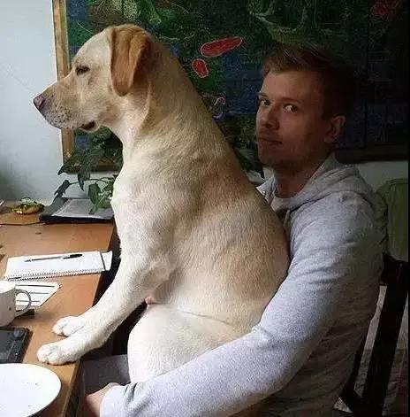 拉布拉多犬的优点和松狮犬缺点,拉布拉多犬优点和缺点视频