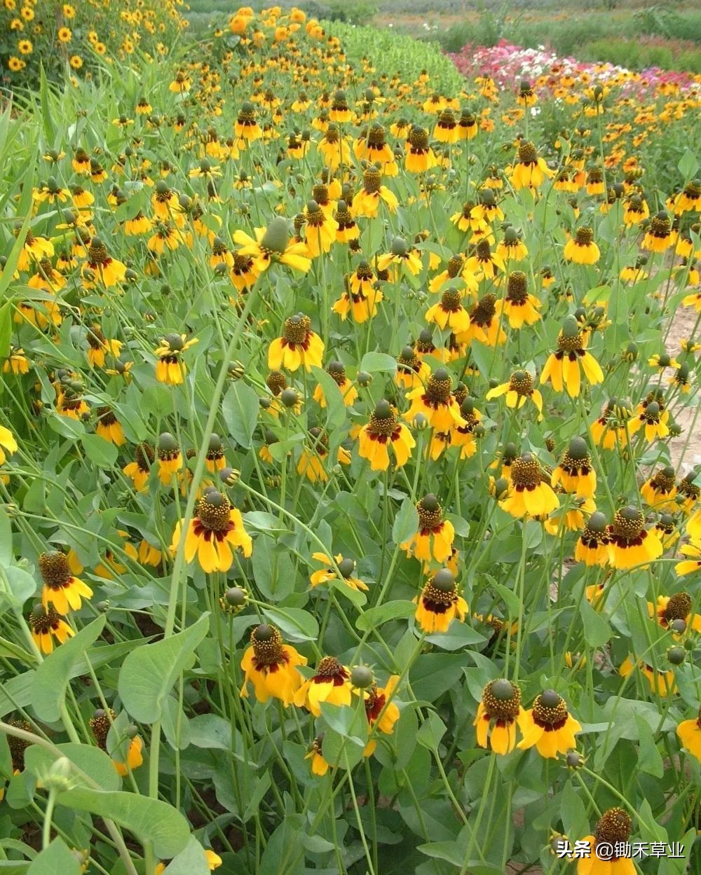 总有人间一两风,填我十万八千梦-松果菊