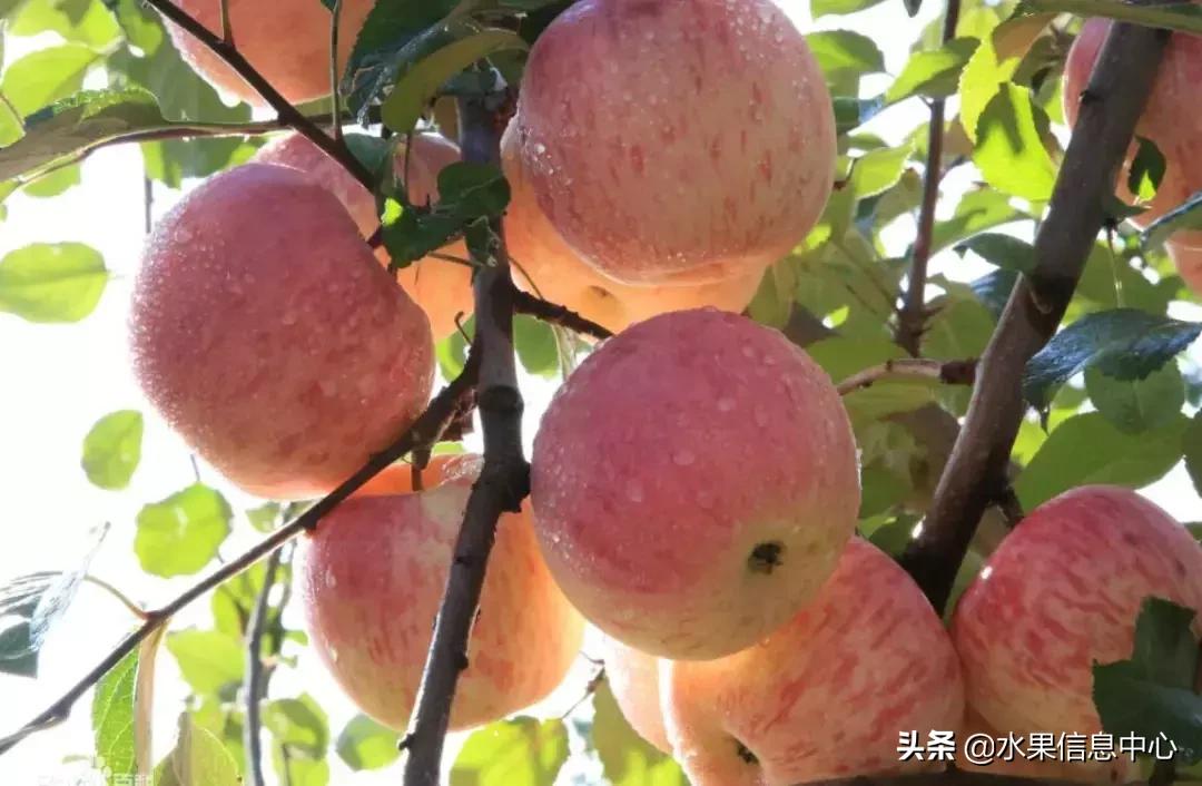 中国水果大全,中国水果大全图片和名字