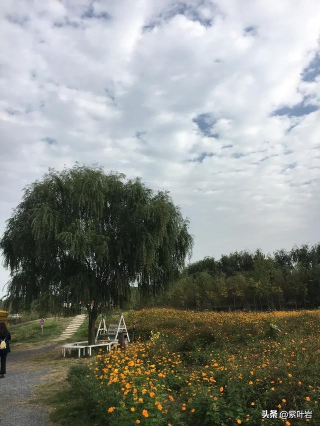 襄阳薰衣草庄园,襄阳薰衣草庄园在哪里呀