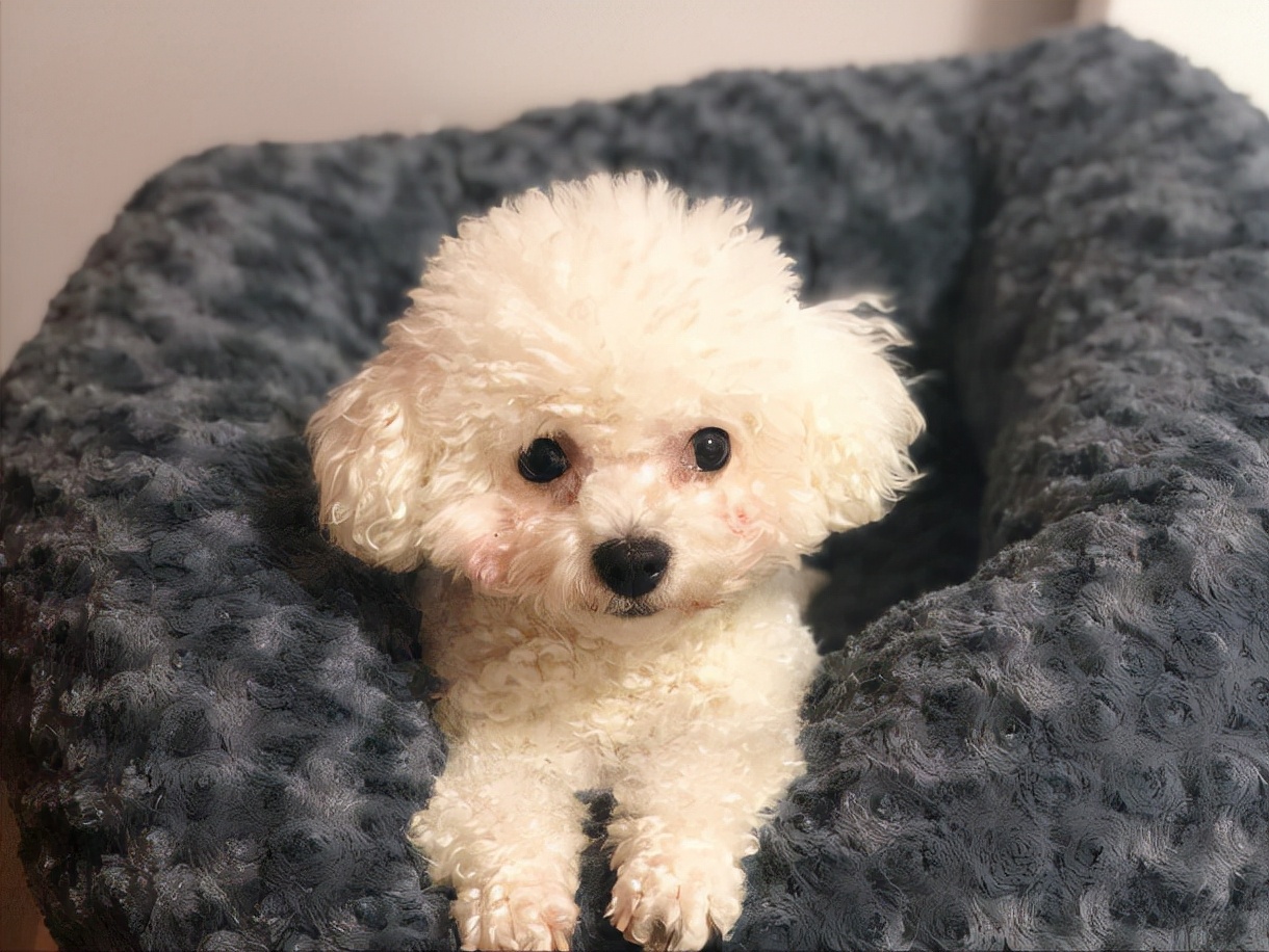 比熊犬好养活吗知乎,比熊犬好饲养吗知乎