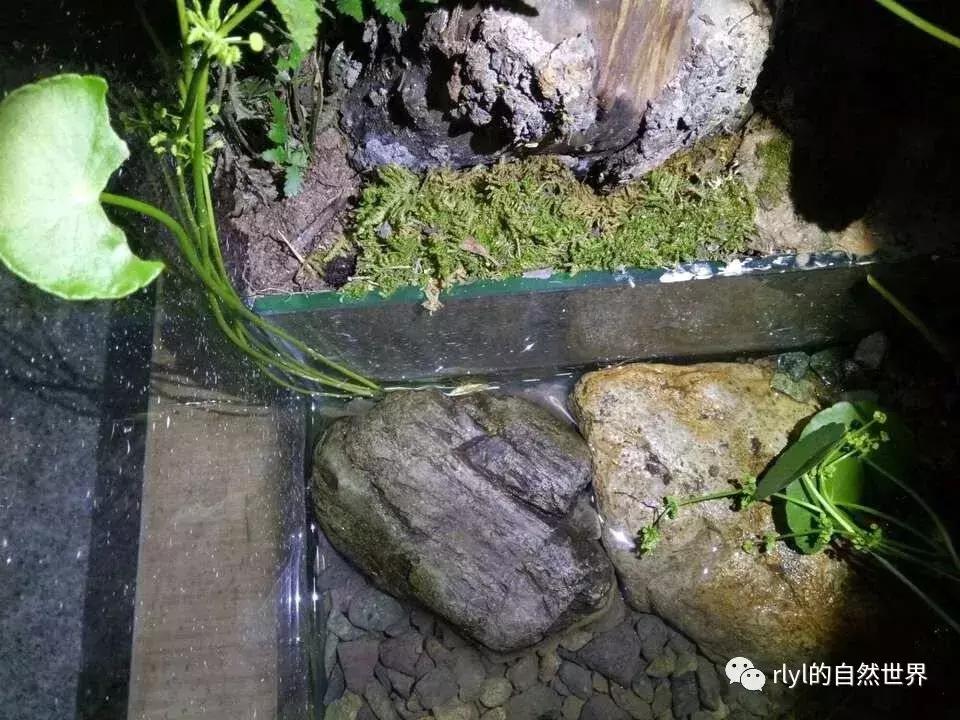 黄缘龟多大可以进环境造景,黄缘龟造景用陶粒还是火山石