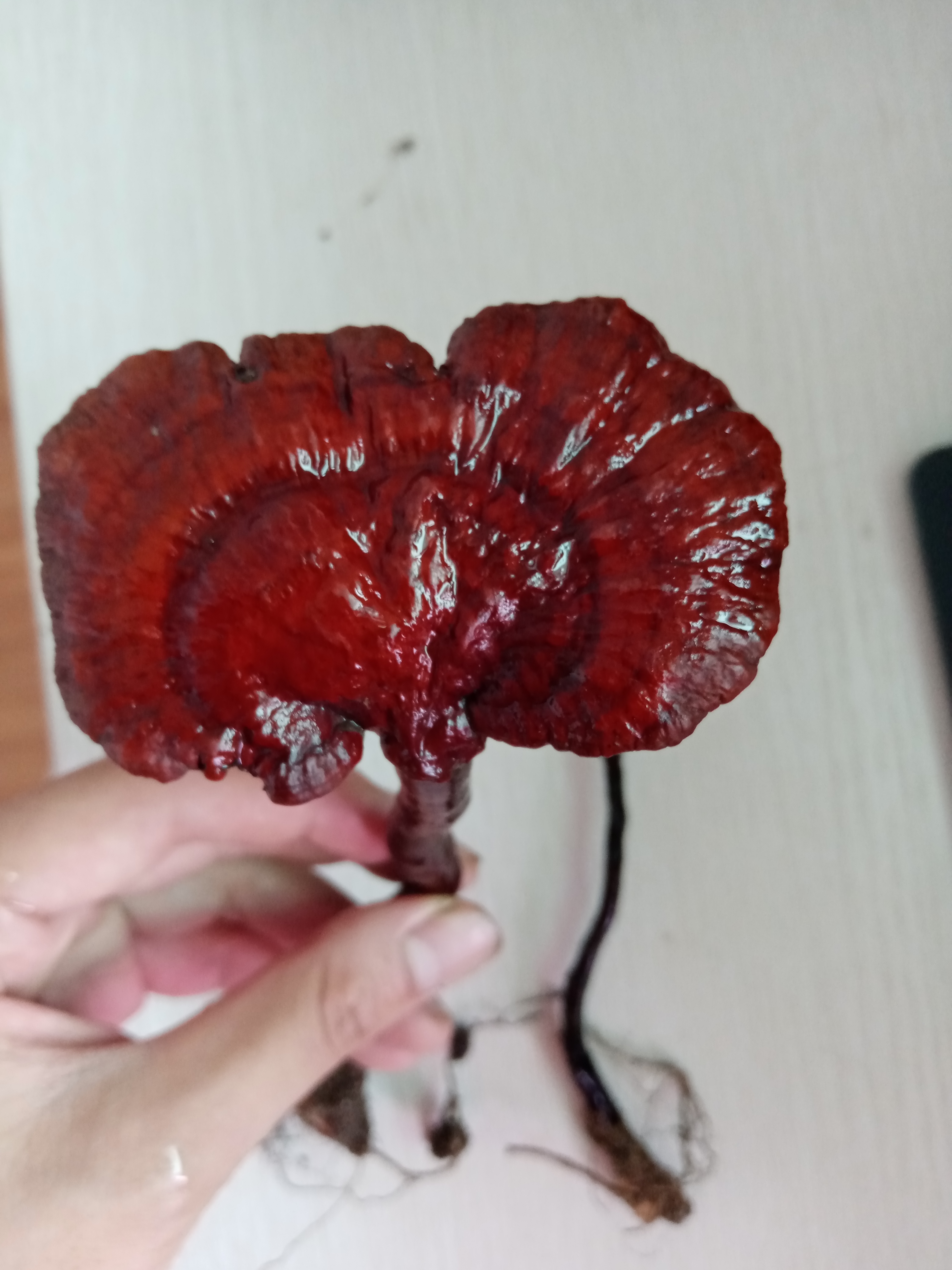 种灵芝生虫了用什么杀虫剂,灵芝生虫了还可以煲汤吗