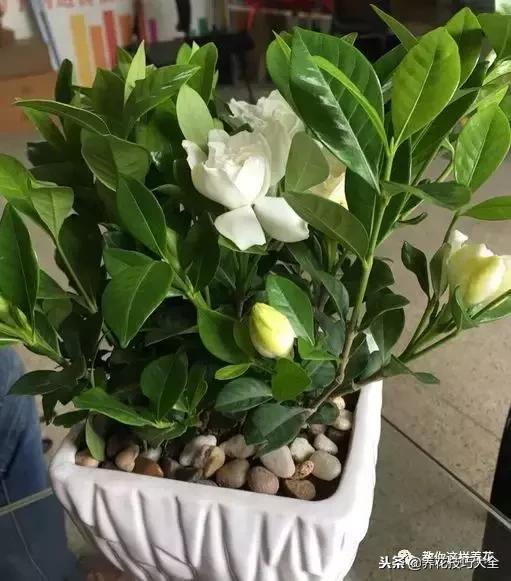 香味最好闻的十种花,一年四季都能闻到香味的四种花