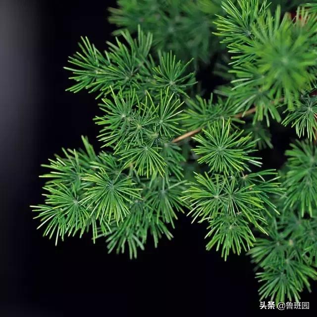 松木简介,松木原木介绍