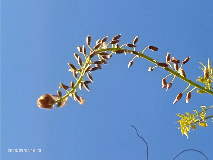 一树山,我的精神家园