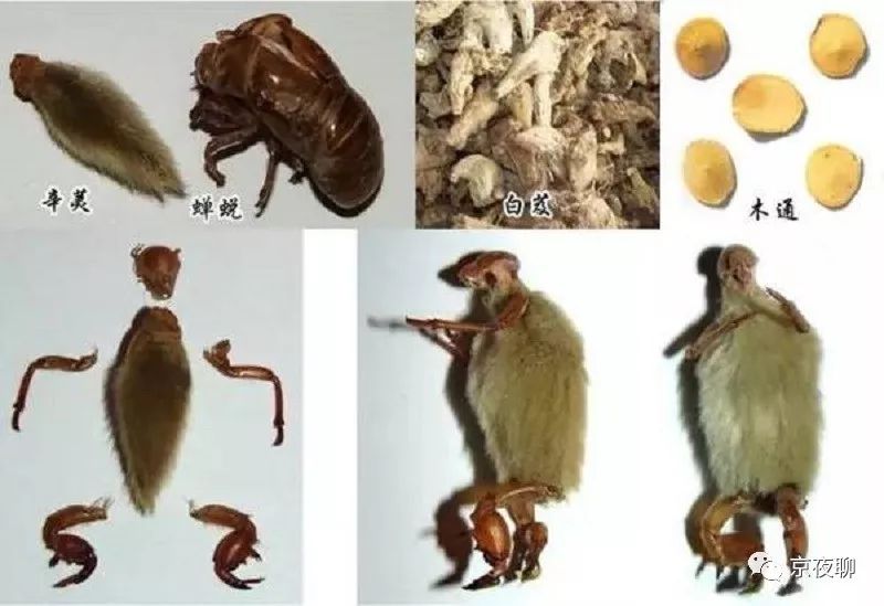 张虹｜玉兰花香且可食