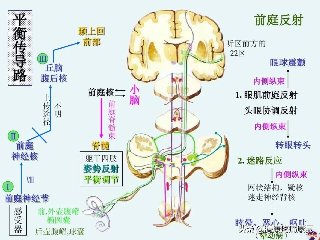前庭损伤导致的眩晕,前庭系统性眩晕的原因