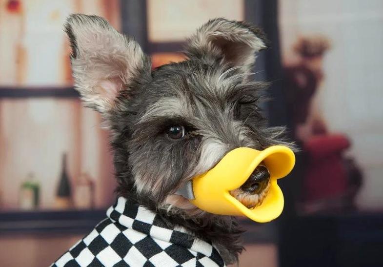 打骂狗狗后怎么才能让狗狗原谅,打骂小狗狗了怎么办