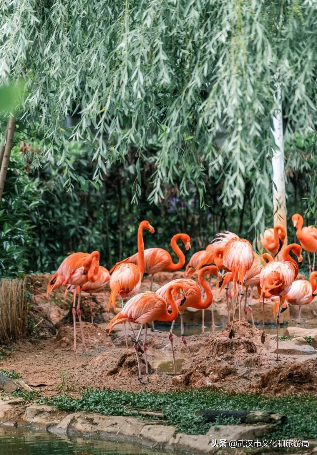 武汉动物园哪一个更好玩,九峰森林动物园与武汉动物园