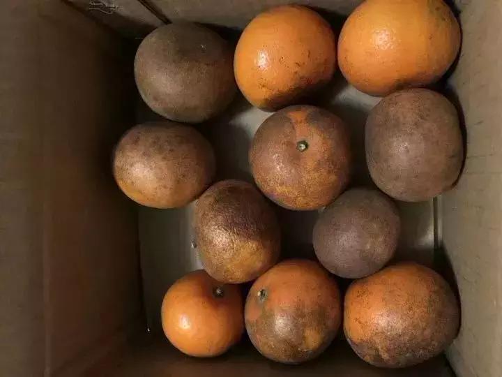 柑橘锈壁虱防治最新农药有哪些,柑橘锈壁虱防治最佳时段是哪个月