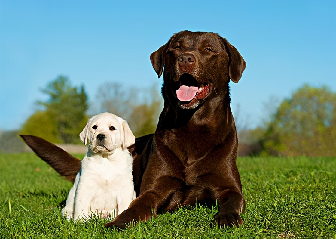 拉布拉多犬的四个缺点你能接受吗,拉布拉多犬不建议养的原因