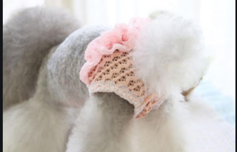 狗尿血然后尿不出来,狗尿血的正确处理方法