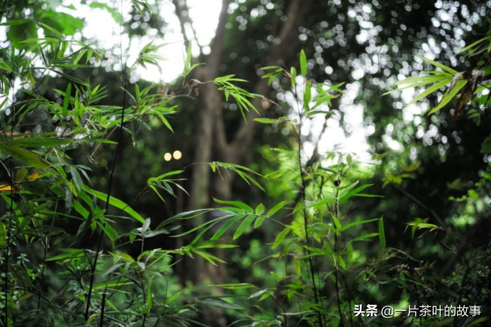 人生茶语经典语录,人生如茶静品茶细品人生