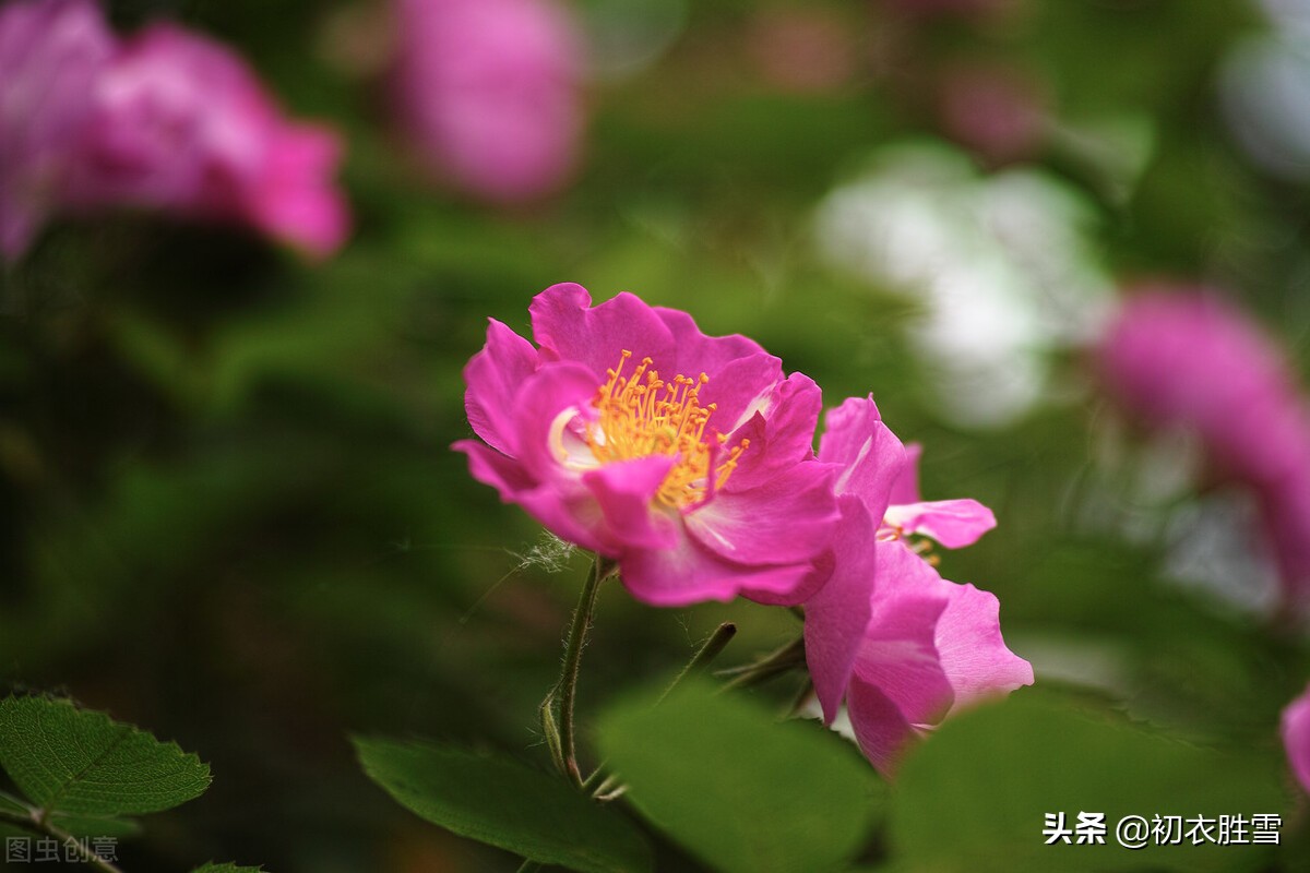 蔷薇经典名句,张爱玲童年名句