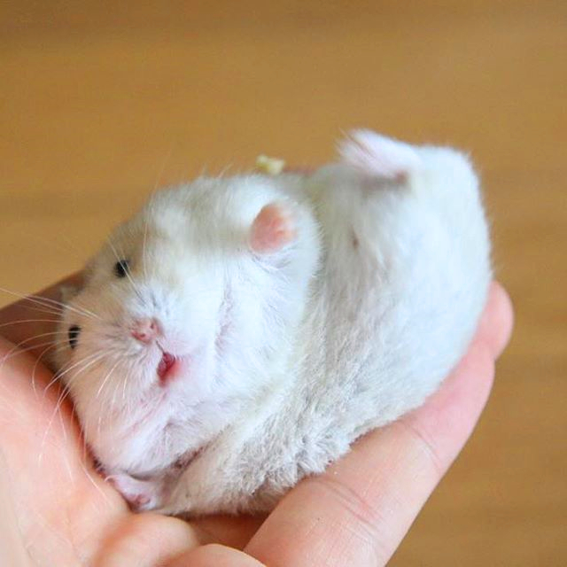 仓鼠经常咬主人的手怎样驯服,如何驯服一只小仓鼠在手里睡觉