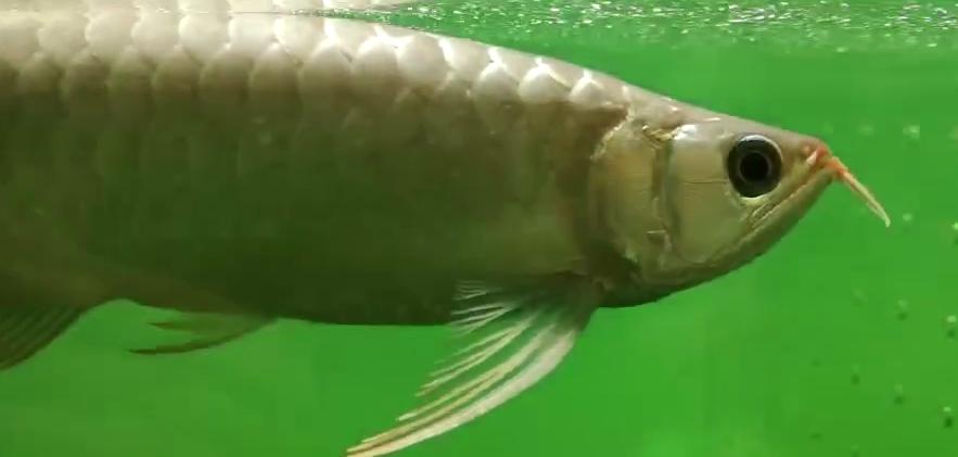 金龙浮漂发炎,速倍妥只用了1天不到就帮我治好了!!!