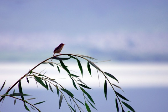 门泊东吴万里船写的是哪个季,门泊东吴万里船深意