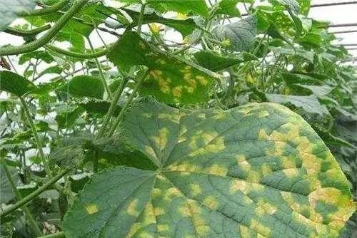 甜瓜叶片黄斑病图片,甜瓜叶子靶斑病图片