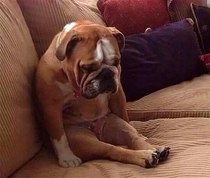 铲屎官最怕狗狗的哪些行为,铲屎官给狗狗立规矩