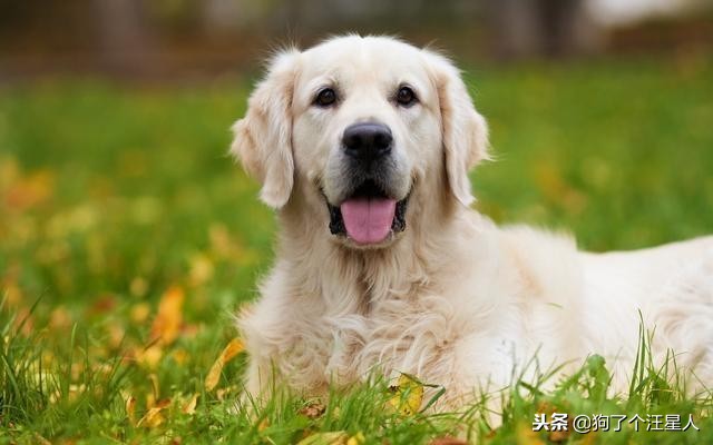 金毛犬智商相当于多少岁,金毛犬的智商排名第几位