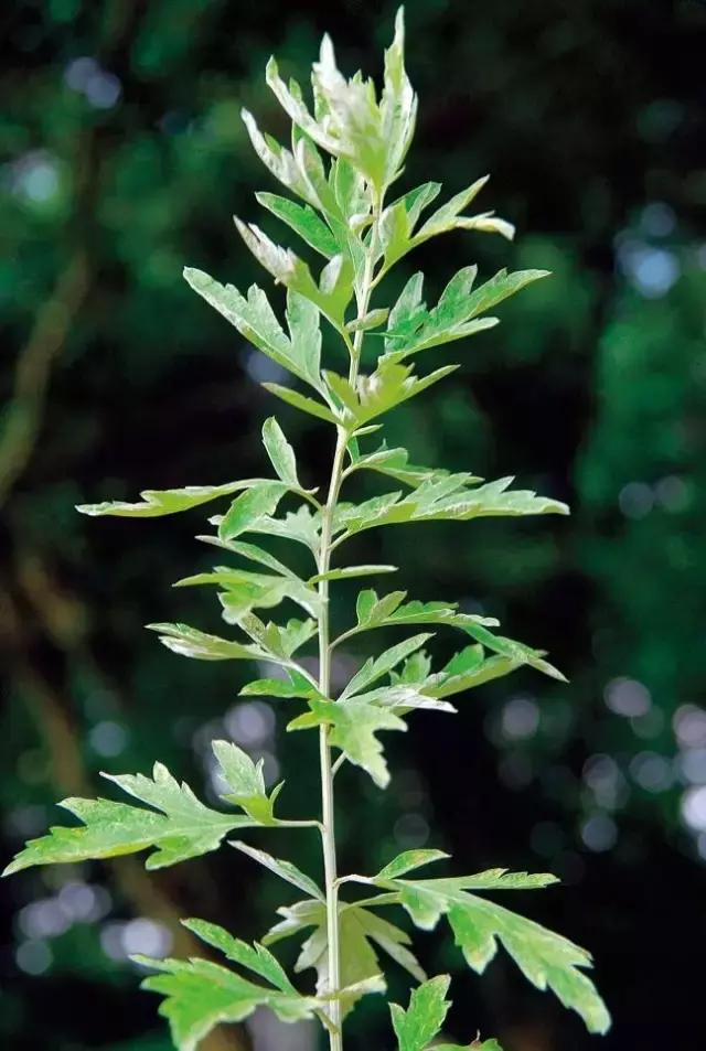 瑭碧香事|一物降一物，以天然香气来驱蚊