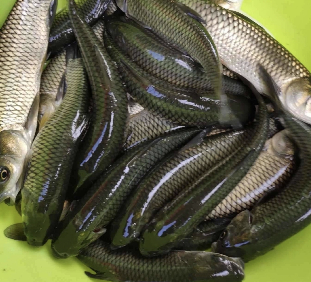 鱼苗成活率最高的方法,育鱼苗成活率低的原因