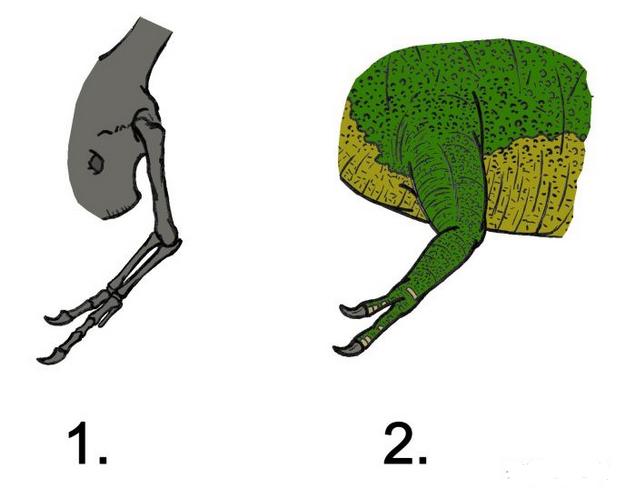 霸王龙真正的样子长什么样,霸王龙长什么样子真正的图片