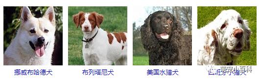 狗狗品种分类大全,狗狗品种鉴定