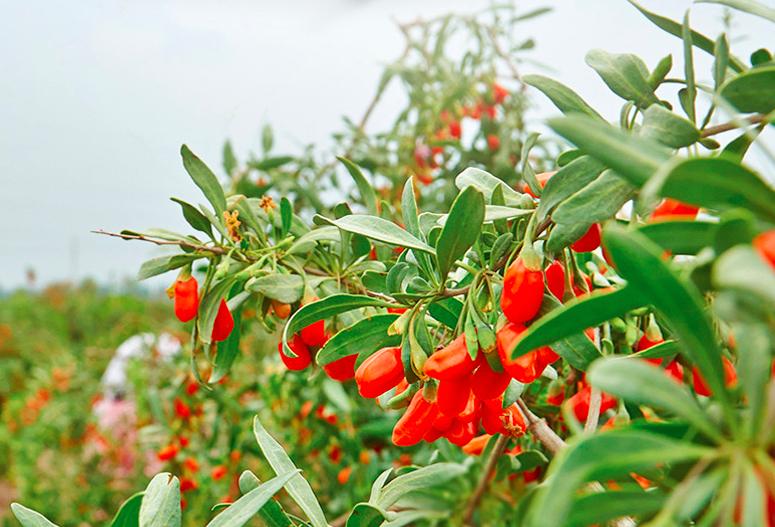 宁夏固原山海情,宁夏山海情枸杞