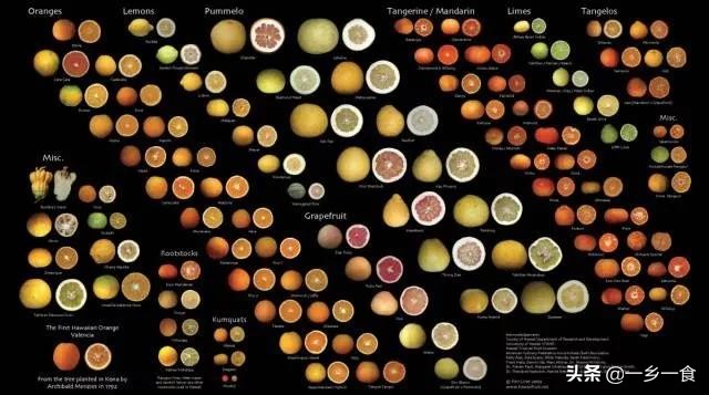 别再傻傻分不清车厘子和樱桃、凤梨和菠萝，它们到底存在什么关系