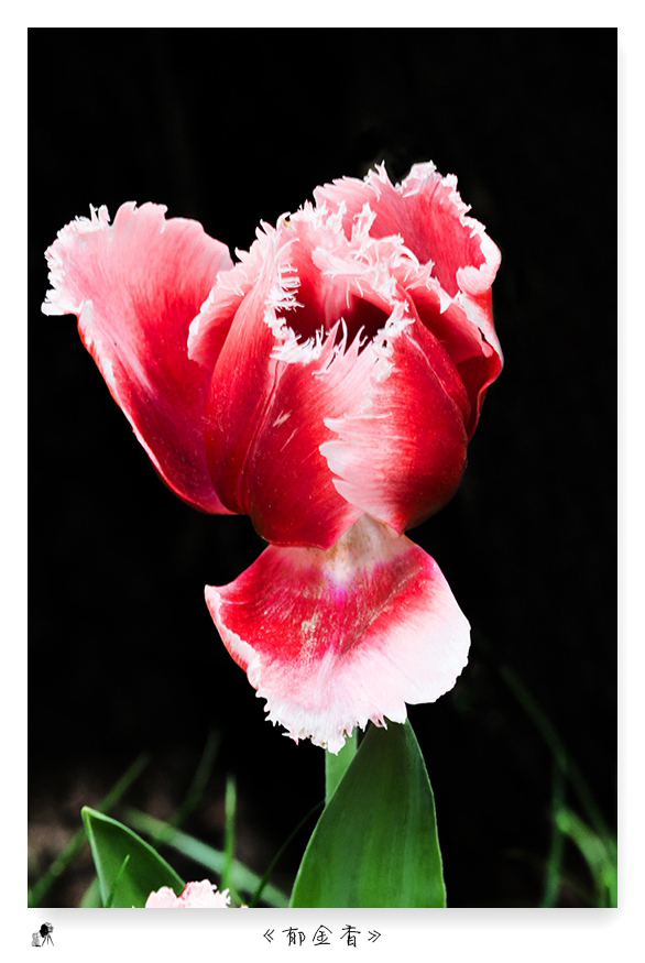 郁金香（turban）——爱情的花语，美丽的丝巾