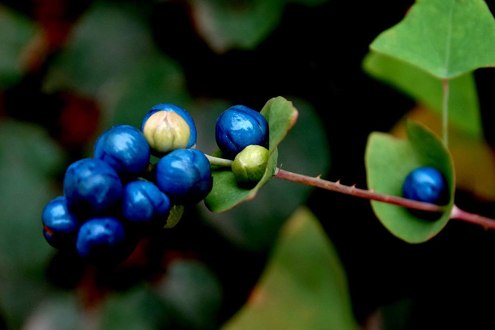 野草治蛇伤,治蛇伤野草