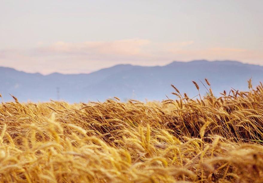 风吹麦浪诗词七绝,风吹麦浪诗词原创