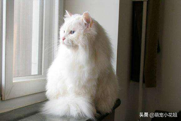 垃圾桶内传出一阵阵猫叫,打开一看,居然是一只面部溃烂的猫咪