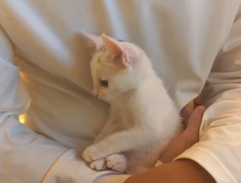 救助流浪猫被粘鼠胶,流浪猫粘鼠板救猫