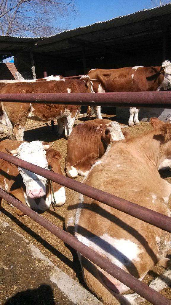 母牛不怀孕的表现,母牛不怀孕什么现象