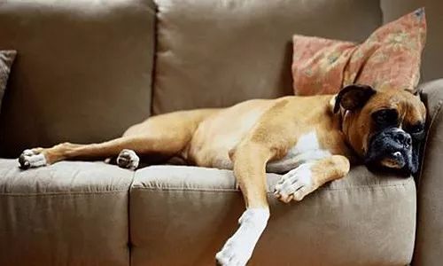 把狗毛全部剃掉对身体好吗,把狗毛都剃了狗会生气吗