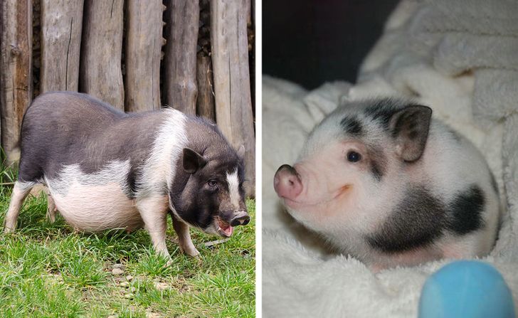 你了解大熊猫哪些知识,大熊猫隔多久能生一次宝宝