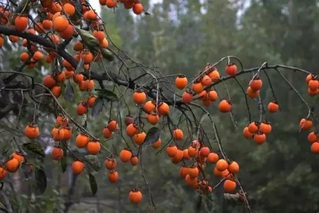 云南特产山货血三七,云南独有的44种野菜