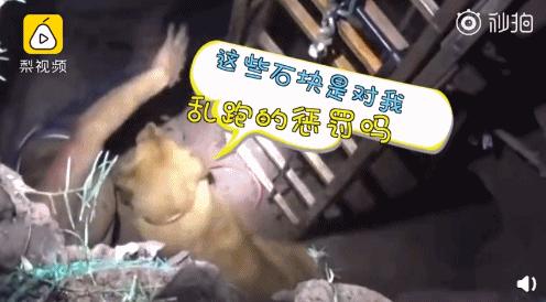 奇葩新闻大全爆笑合集,各种奇葩新闻笑死人