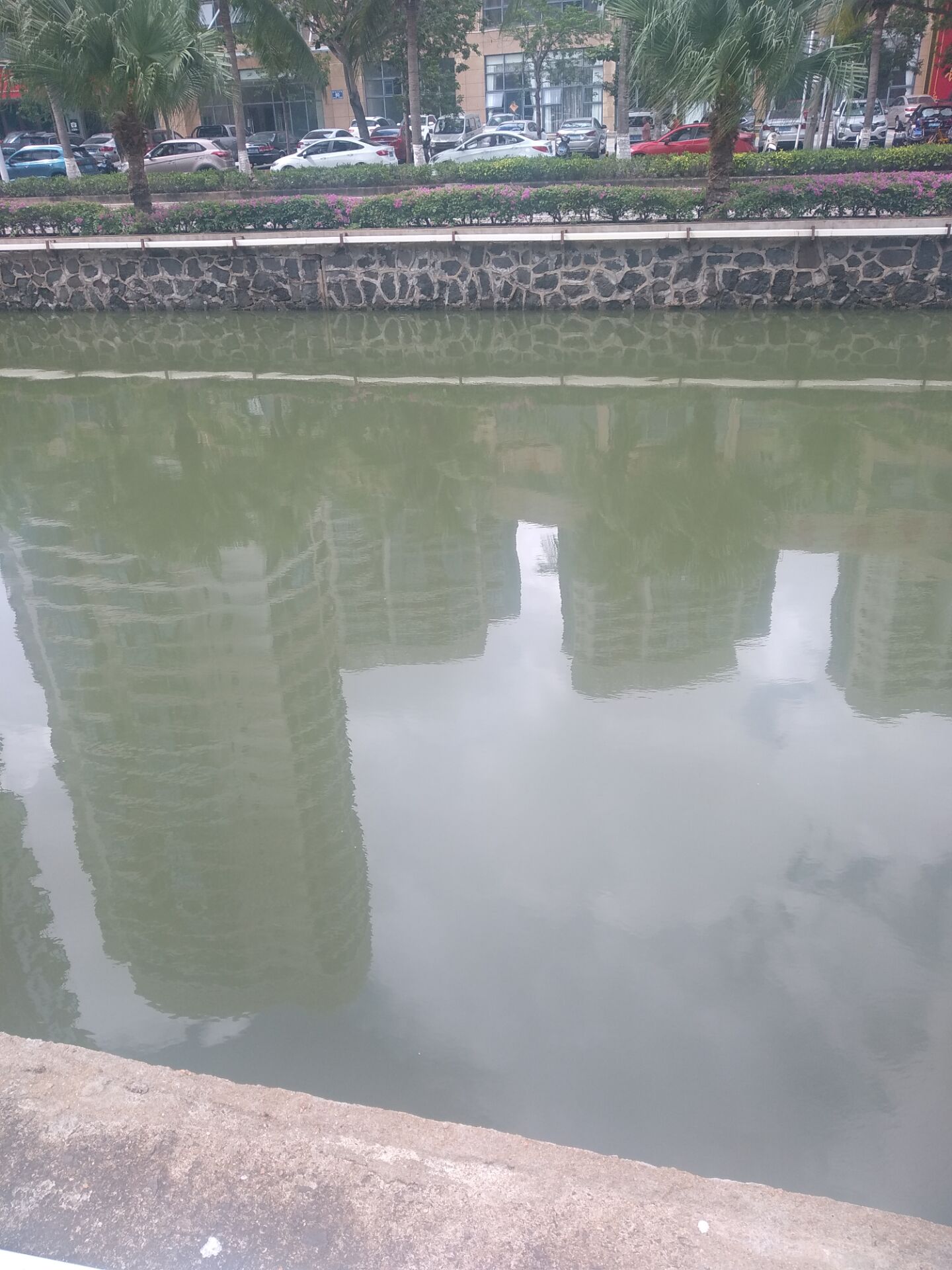 草龟刚到家应激腐皮怎么办,花龟到家静养腐皮