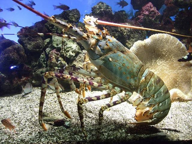 厦门青龙虾海鲜价格,厦门好吃的龙虾排行榜